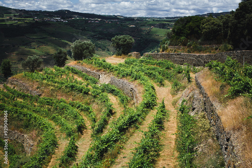 A view of lush green vineyard terraces in the Douro Valley, Portugal.