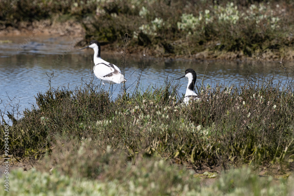 Avocette élégante, nid, Recurvirostra avosetta, Pied Avocet