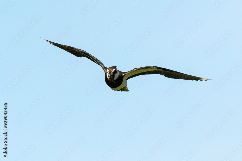 Vanneau huppé,.Vanellus vanellus, Northern Lapwing Vanneau huppé,.Vanellus vanellus, Northern Lapwing