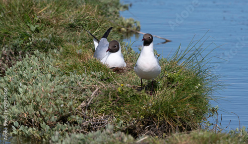 Mouette rieuse, nid,.Chroicocephalus ridibundus, Black headed Gull, Obione portulacoides, Obione, Marais salants, Guerande, 44, Loire Atlantique, France photo