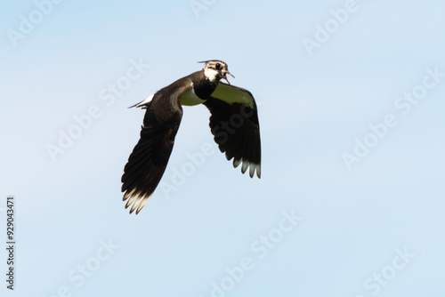 Vanneau huppé,.Vanellus vanellus, Northern Lapwing