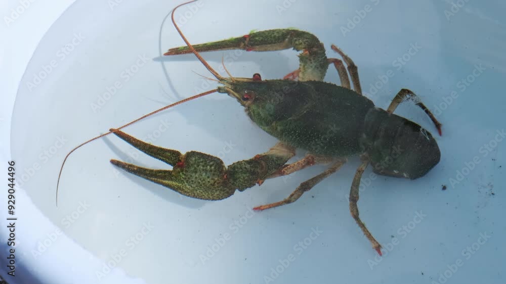 Live freshwater crayfish in bowl under water close-up. Green shell and ...