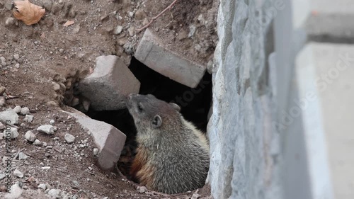 groundhog woodchuck ground squirrel coming out of hole lair den (small furry rodent hog) digging in park sniffing, grooming photo