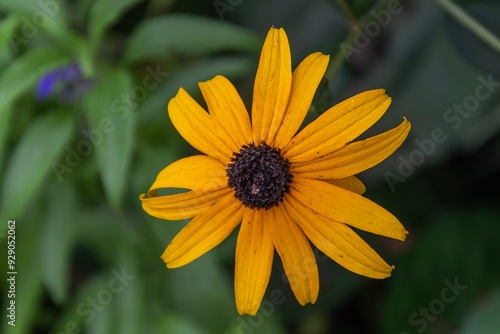 yellow flower