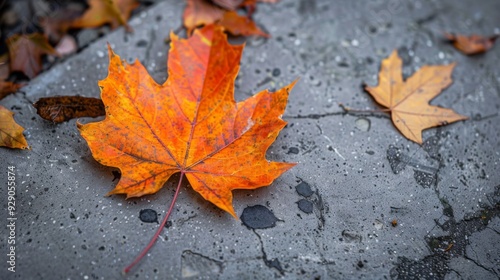 Bright orange and yellow leaves rest on a gray concrete surface during autumn in a tranquil park setting.