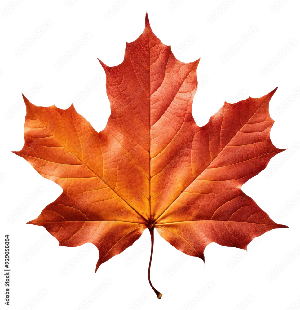 Obraz premium PNG Fall leave leaves maple plant.