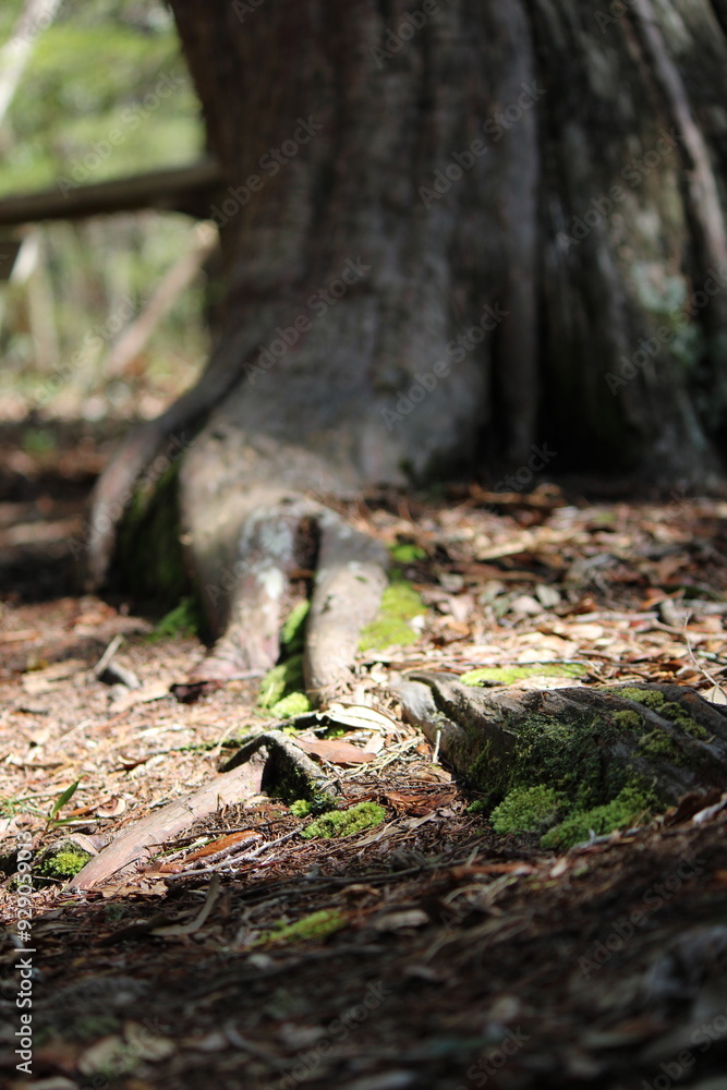 Tree roots in abstract view Tree roots in abstract view