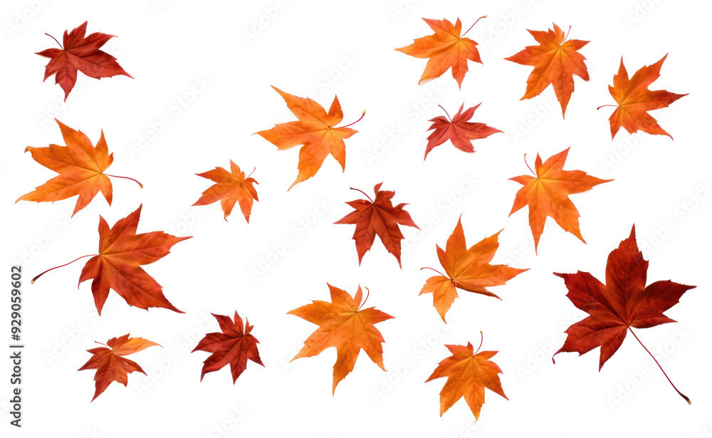 PNG Flying maple leaves backgrounds plant leaf. PNG Flying maple leaves backgrounds plant leaf.