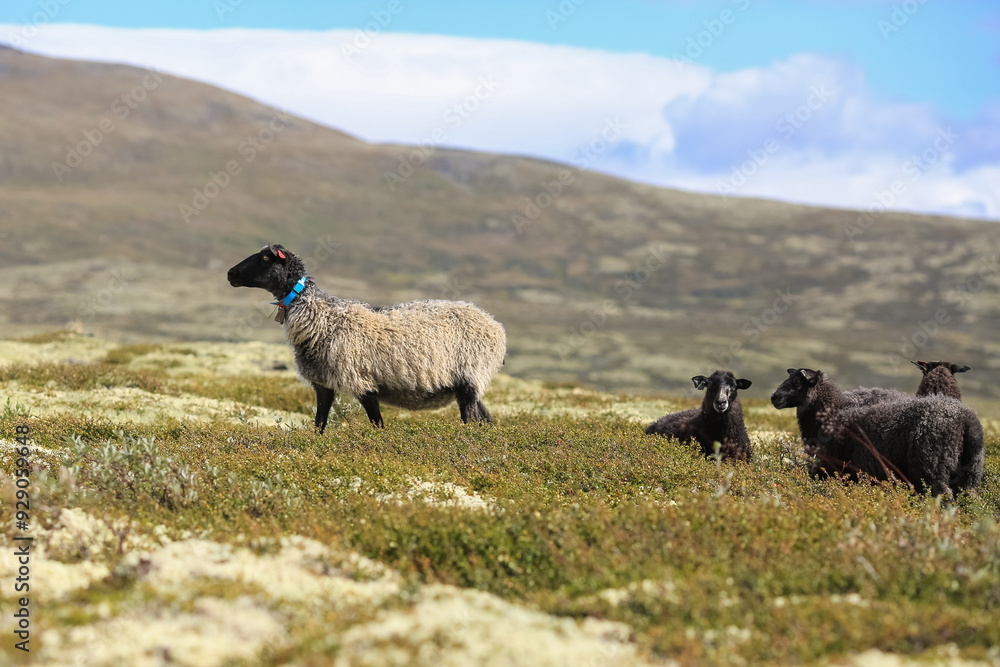 Fototapeta premium Norwegian Fur Sheep