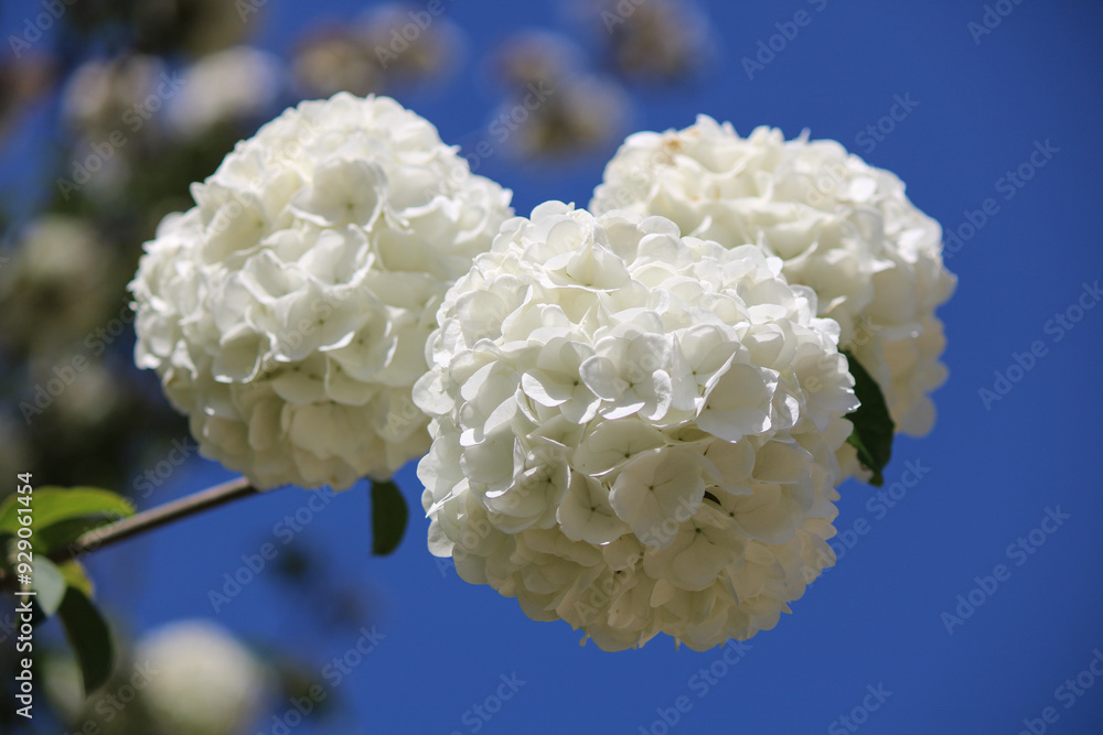 white flowers in the garden white flowers in the garden