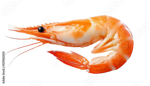 Fresh raw shrimp isolated on transparency background