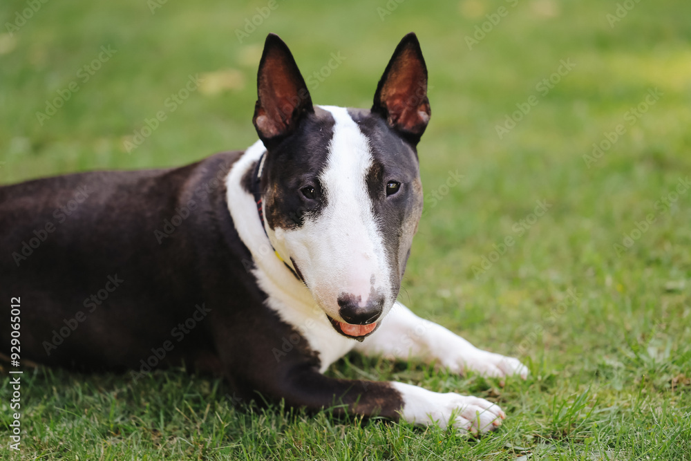Miniature bull terrier lying on a green lawn, relaxed and content. Small bull terrier dog with distinctive markings, enjoying the outdoors. Cute pet with a strong, muscular build. Animal background. Miniature bull terrier lying on a green lawn, relaxed and content. Small bull terrier dog with distinctive markings, enjoying the outdoors. Cute pet with a strong, muscular build. Animal background.
