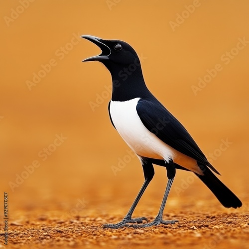 A striking magpie-lark singing on a vibrant golden landscape