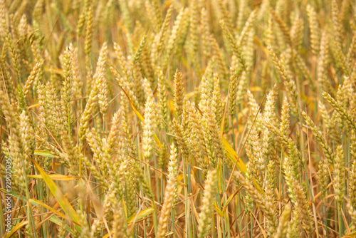 A close-up shot of golden wheat spikes in a field, showcasing the rich texture and details of ripe grains ready for harvest