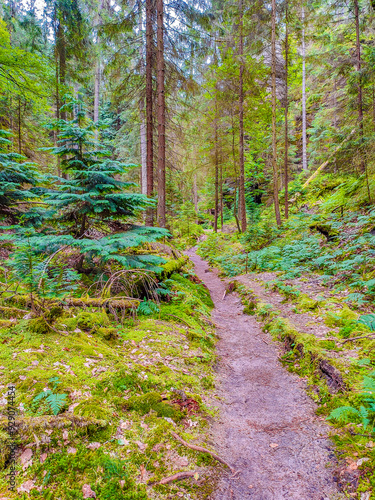 Ancient Lattengrund Canyon and hiking trail, old spruce forest at Sandstone rocks Schrammstein group in the national park Saxon Switzerland, Bad Schandau, Saxony, Germany photo