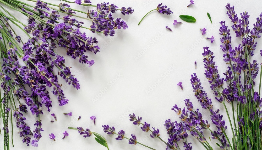 Lavender flowers on a white background Lavender flowers on a white background