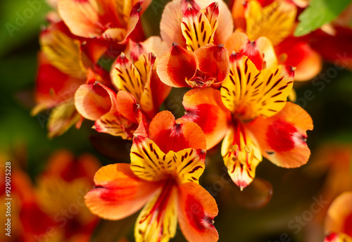 Vibrant Orange and Red Alstroemeria Flowers in Full Bloom