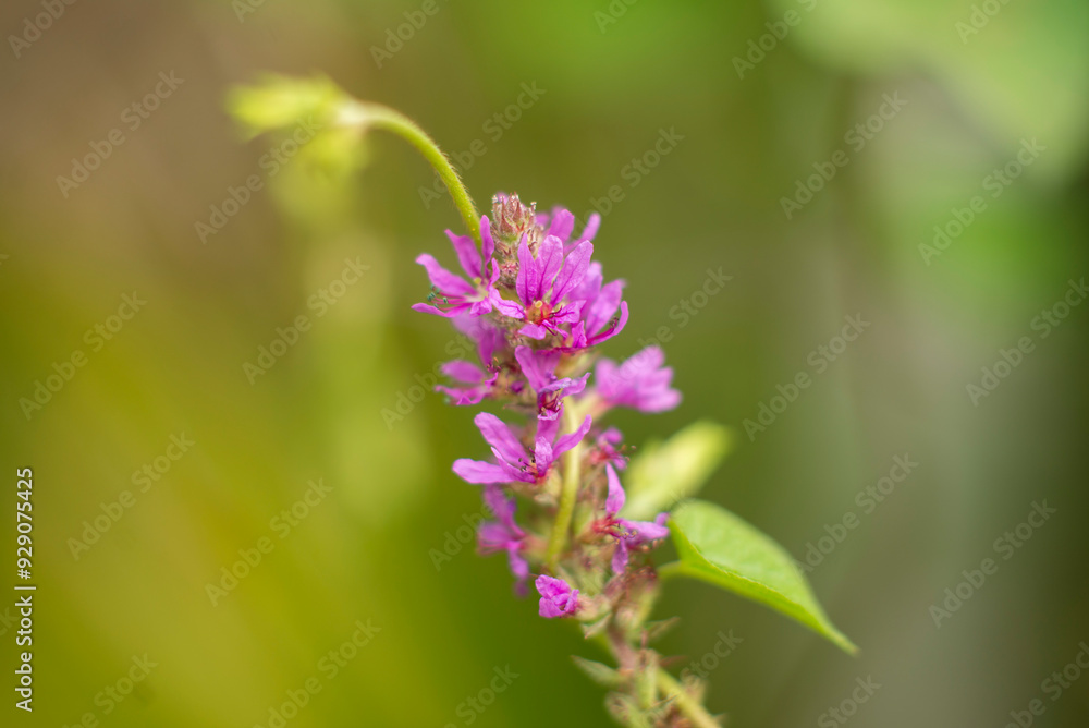 Close-up of Vibrant Pink Wildflower with Blurred Green Background in Natural Light Close-up of Vibrant Pink Wildflower with Blurred Green Background in Natural Light