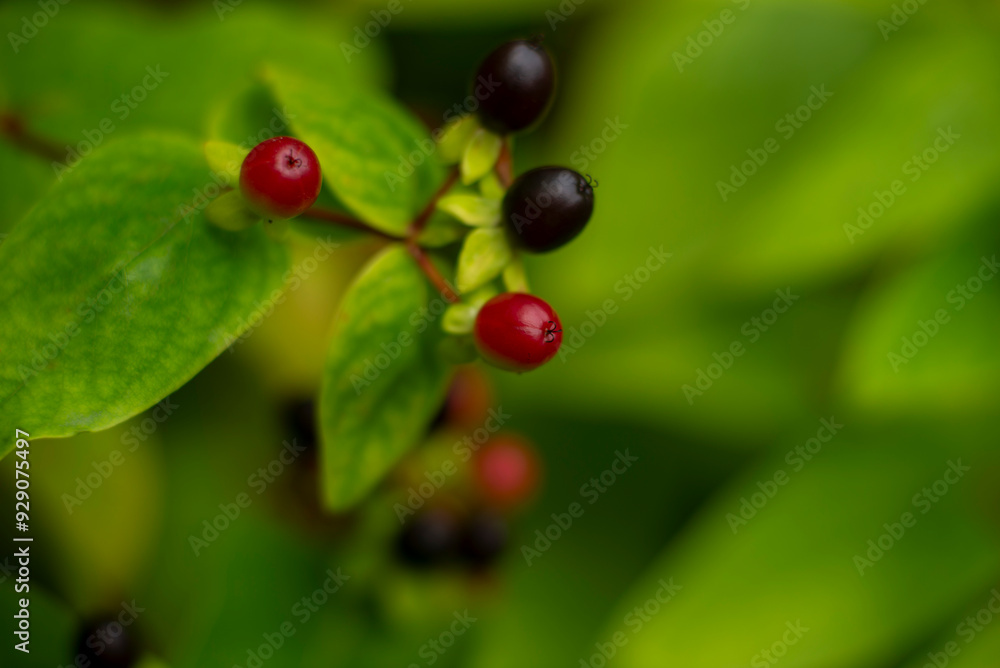 Close-Up of Red and Black Berries on Green Leafy Branch in Natural Setting Close-Up of Red and Black Berries on Green Leafy Branch in Natural Setting