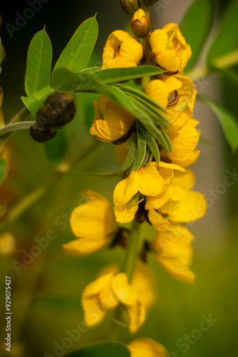 Wallpaper Mural Close-Up of Bright Yellow Senna Flowers in Full Bloom Torontodigital.ca