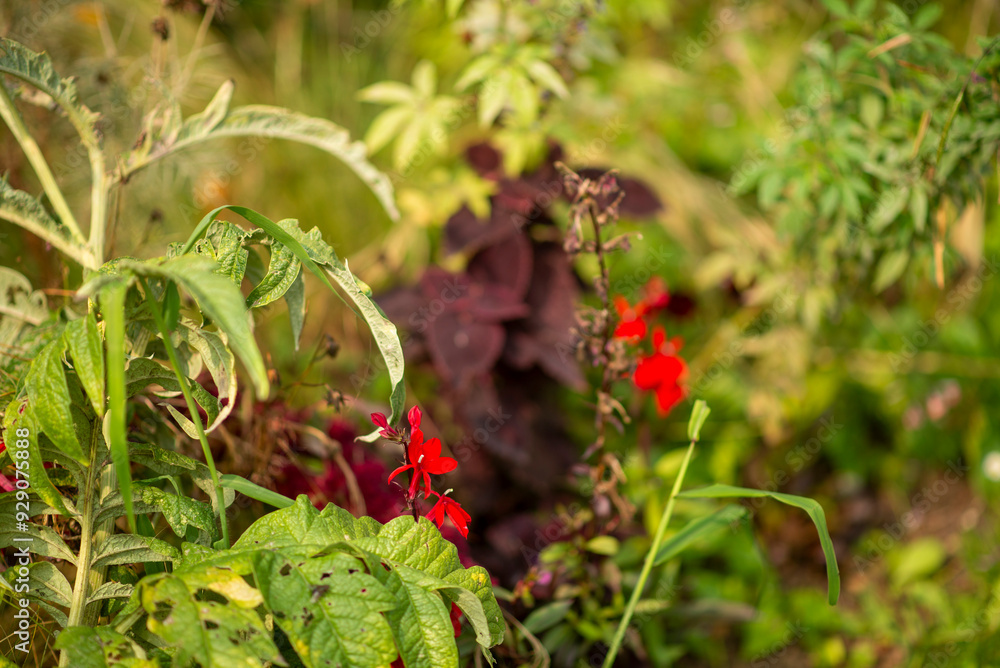 Lush Garden Greenery with Vibrant Red Flowers and Diverse Foliage Lush Garden Greenery with Vibrant Red Flowers and Diverse Foliage