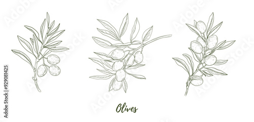 Set of vector olive branch line art illustration, graphic line art. Elegant line botanical illustration. Great for any designs, textile, art, walls, package