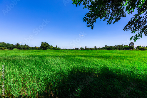 The close background of the green rice fields, the seedlings that are growing, are seen in rural areas as the main occupation of rice farmers who grow rice for sale or living.