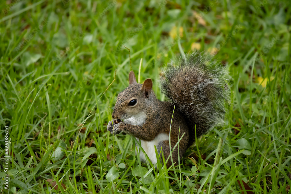 Hungry little squirrel in search of food Hungry little squirrel in search of food