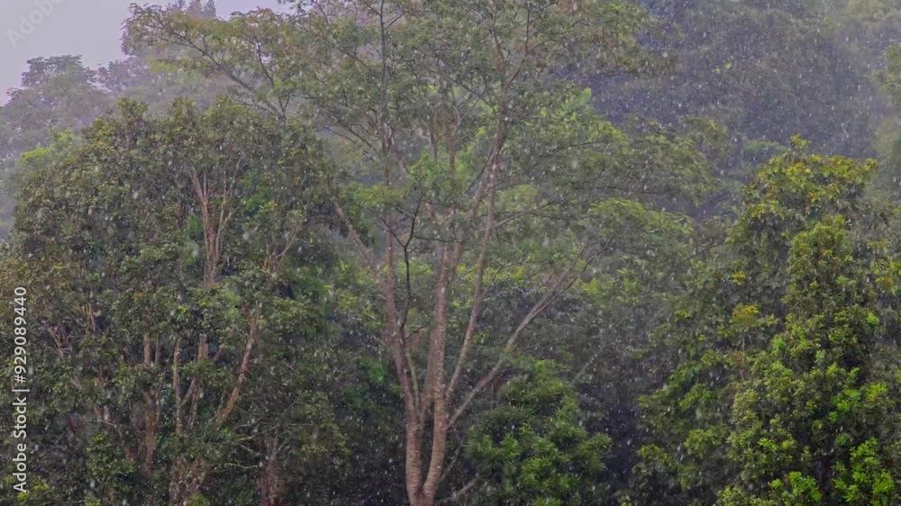 tree in forest after rain