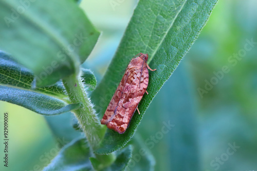 Adult Tortricid Leafroller Moth of the Family Tortricidae. photo