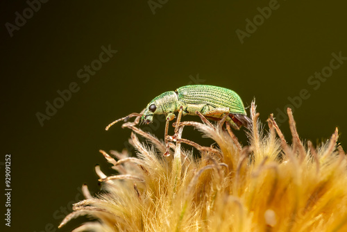 Grüner Rüsselkäfer auf Pflanze makro photo