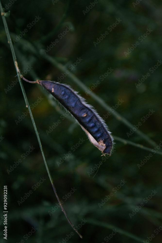 fiore nero fiore nero