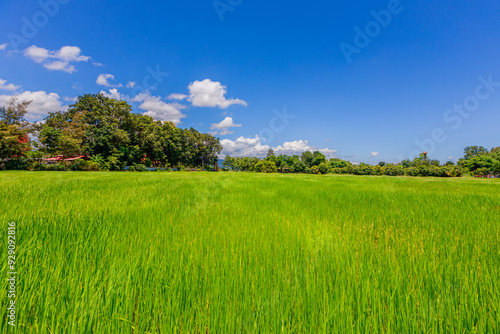 The close background of the green rice fields, the seedlings that are growing, are seen in rural areas as the main occupation of rice farmers who grow rice for sale or living.