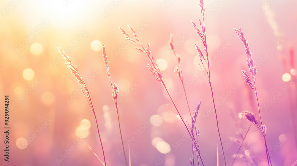 Sunlit grass in a field, glowing with warm hues of pink and gold. The soft focus and natural light create an ethereal and peaceful atmosphere, capturing the beauty of nature in the early morning. Sunlit grass in a field, glowing with warm hues of pink and gold. The soft focus and natural light create an ethereal and peaceful atmosphere, capturing the beauty of nature in the early morning.