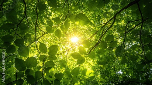 Tranquil Forest Canopy. Natural Beauty concept photo