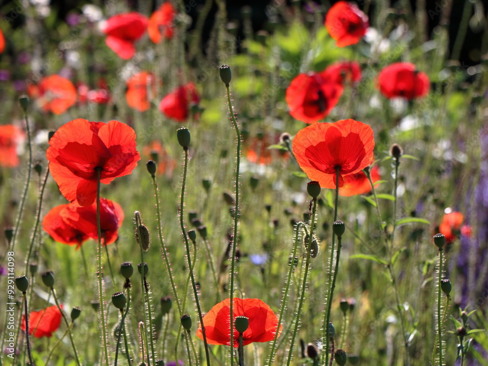 Obraz premium Poppies on a sunny day in my garden. Some in backlight, and bumblebees.