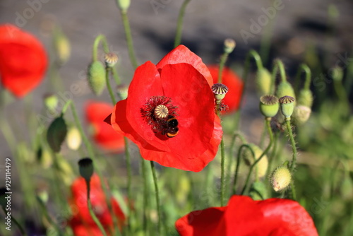 Poppies on a sunny day in my garden.  Some in backlight, and bumblebees.