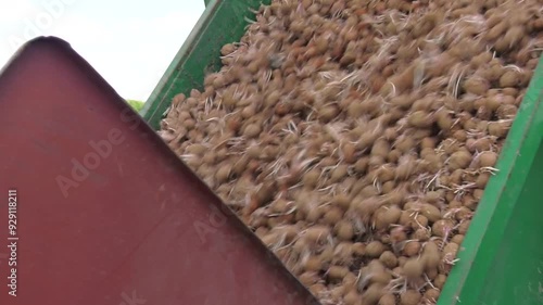 Potatoes are unloaded from a side dump truck for mechanical potato planting.  farmer mechanically planting potatoes in open field
