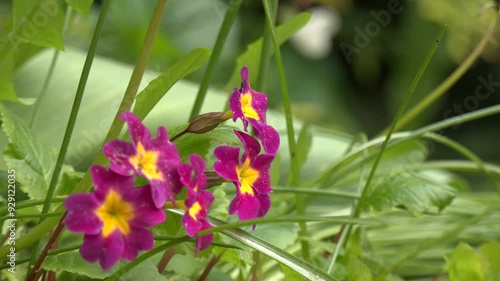 Carpet of pink magenta primrose flowers. Purple flowers of primula juliae in march. Flowers primrose julia or primula juliae. Spring, may. Family pervotsvety. photo