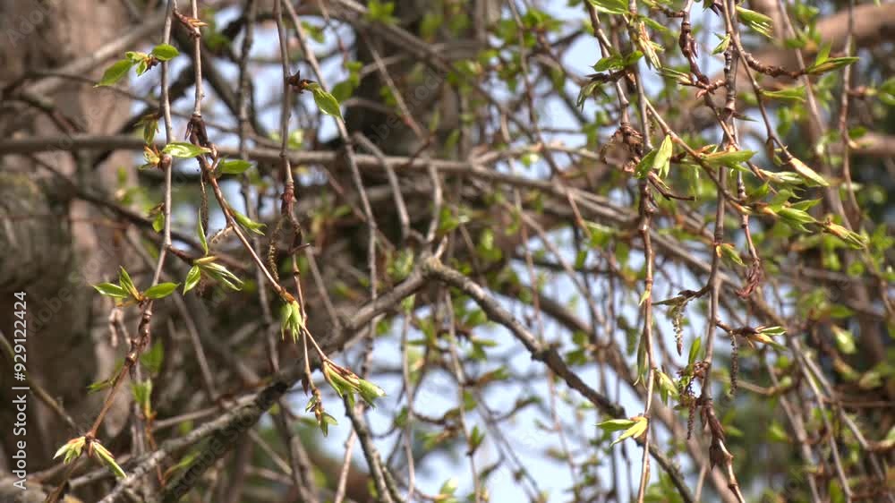 Spring, young poplar leaves on a branch close-up. Popular trees are known for their fast growth and distinctive shape.
Spring, young poplar leaves on a branch close-up. Popular trees are known for their fast growth and distinctive shape.