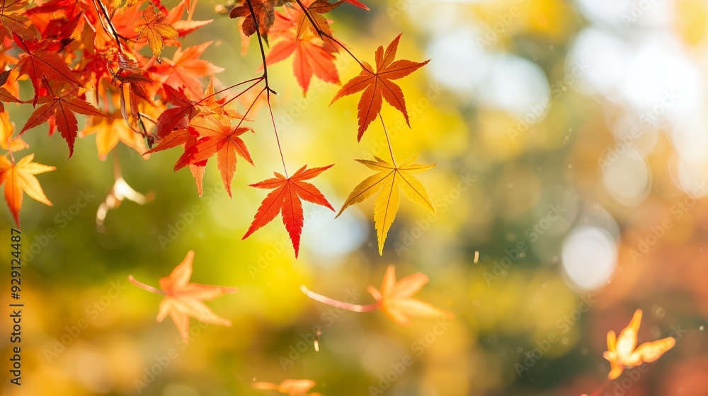 A close-up of colorful autumn leaves against a blurred background. A close-up of colorful autumn leaves against a blurred background.