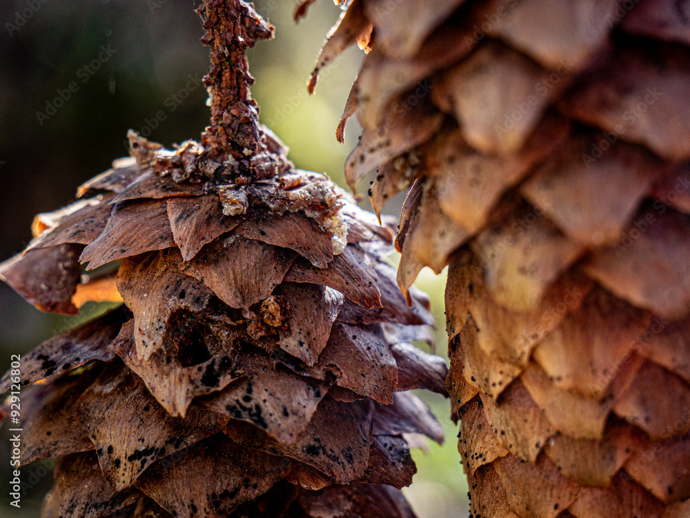 close up of pine cones close up of pine cones