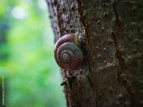 snail on a tree