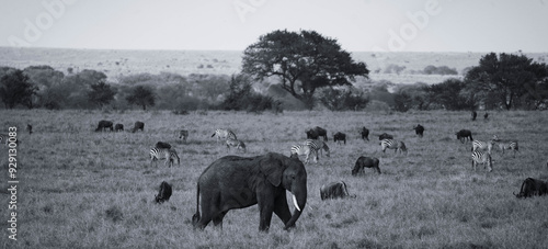 Photography the great serengeti