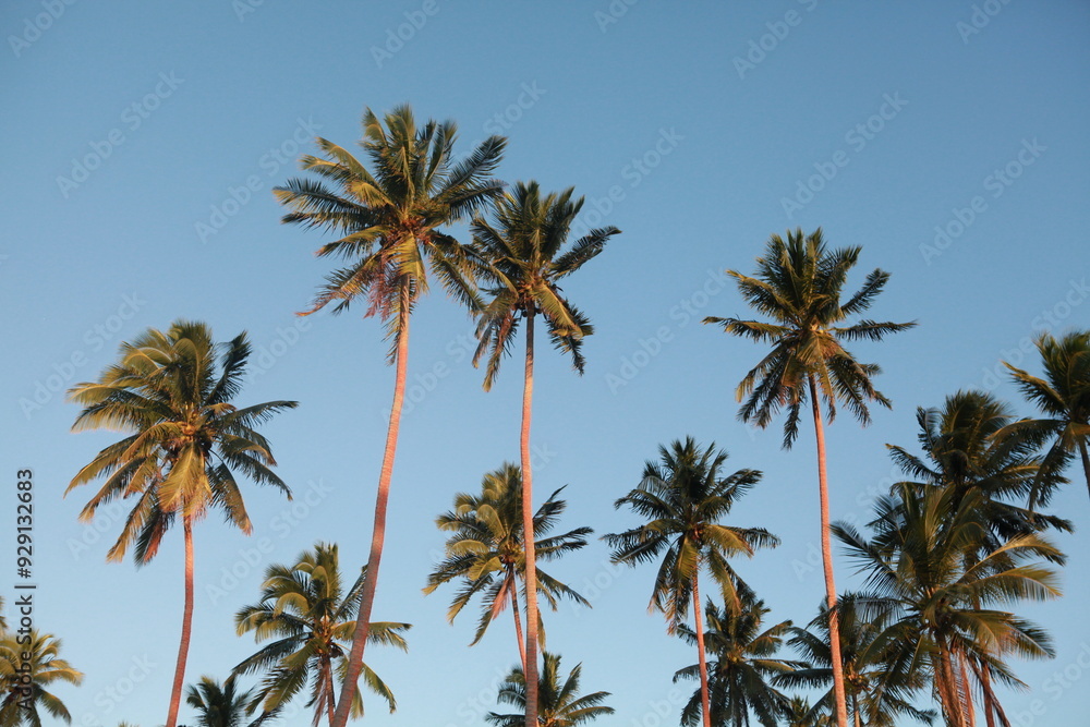 Obraz premium Palm trees and blue sky in the afternoon
