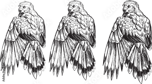 Set drawing hawk back view wild animal line clip art detailed ornamental feather wings. Ink Design Element coloring book page illustration Birds large claws predatory dangerous animal spread wings