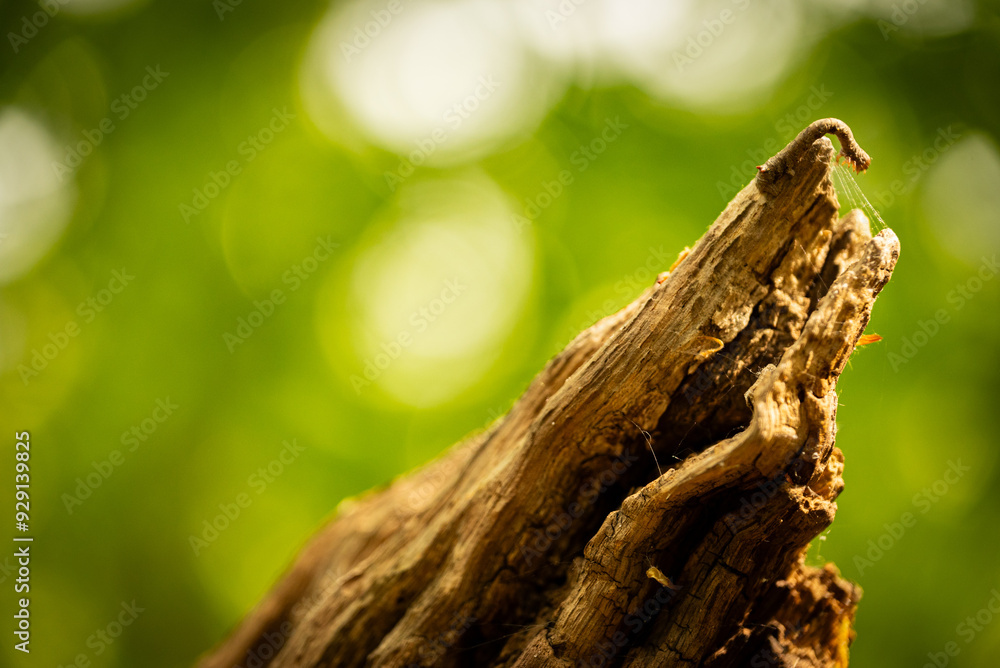 Fototapeta premium macro photography of a worm climbing a tree