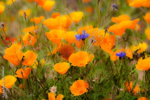 Fields of wildflowers in the Columbia River Gorge Nartional Scenic Area near Mosier, Oregon.