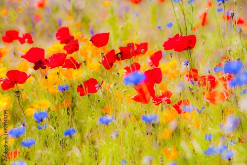 Fields of wildflowers in the Columbia River Gorge Nartional Scenic Area near Mosier, Oregon.