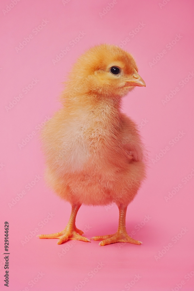 Obraz premium Baby Chick on a Pink Background
